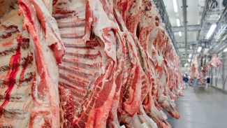 Exportação de carne bovina bate recorde em mês anterior ao tarifaço Exportação de carne bovina bate recorde em mês anterior ao tarifaço