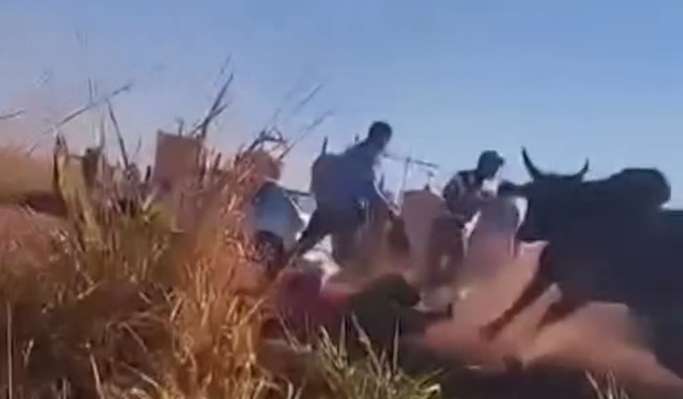 Boi ataca pessoas após tombamento de caminhão boiadeiro em Sidrolândia