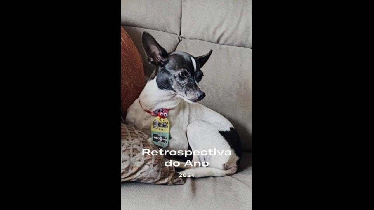 Cachorro Brad desapareceu no bairro Parque São Paulo