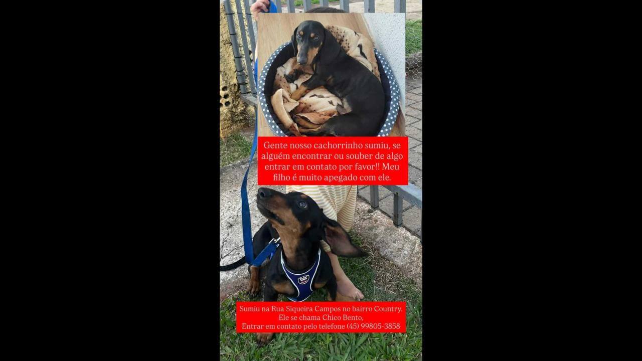 Cachorro Chico desapareceu no bairro Country