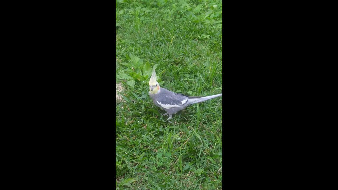 Calopsita Pipiu desapareceu no bairro Country