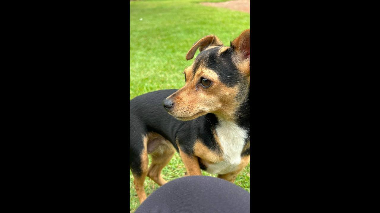 Cachorra Cristal desapareceu no bairro Brasília