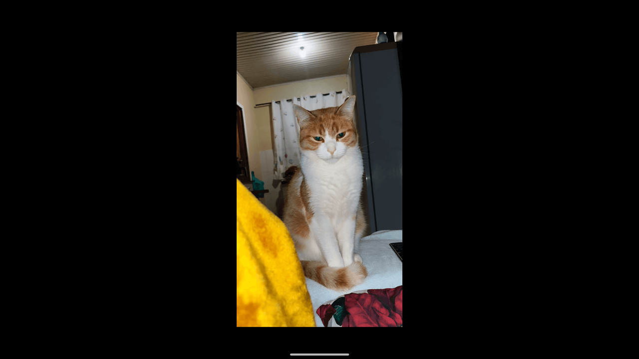 Gato Tobias desapareceu no bairro Periolo Gato Tobias desapareceu no bairro Periolo