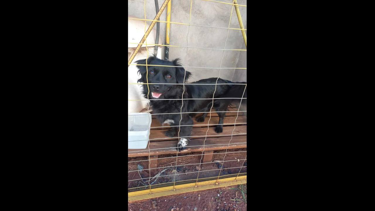 Cachorra é encontrada no bairro Canadá Cachorra é encontrada no bairro Canadá