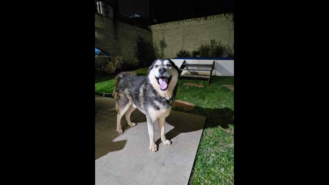 Cachorro é encontrado no bairro Centro