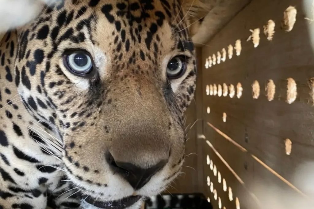 Funcionária de zoo fica ferida após ser atacada por onça