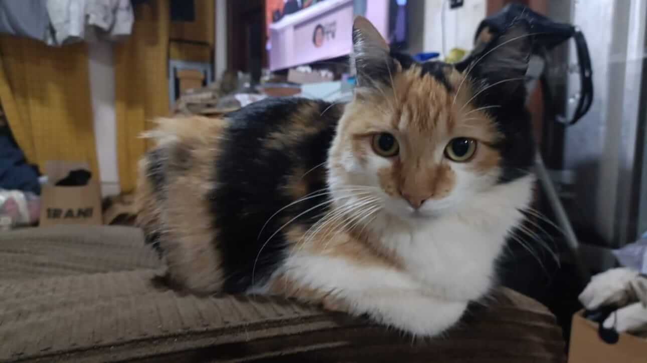 Gata Hilton desapareceu no bairro Periolo