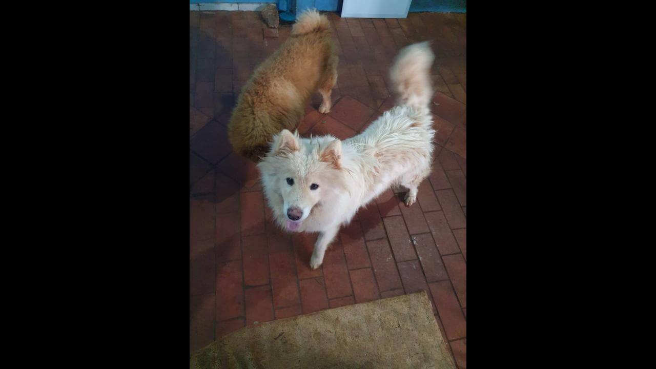 Cachorro Arak desapareceu no bairro Coqueiral