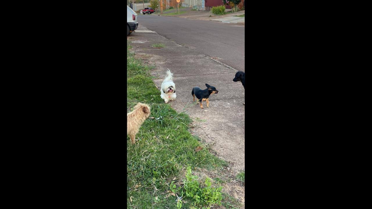 Cachorra é encontrada no bairro Santa Cruz
