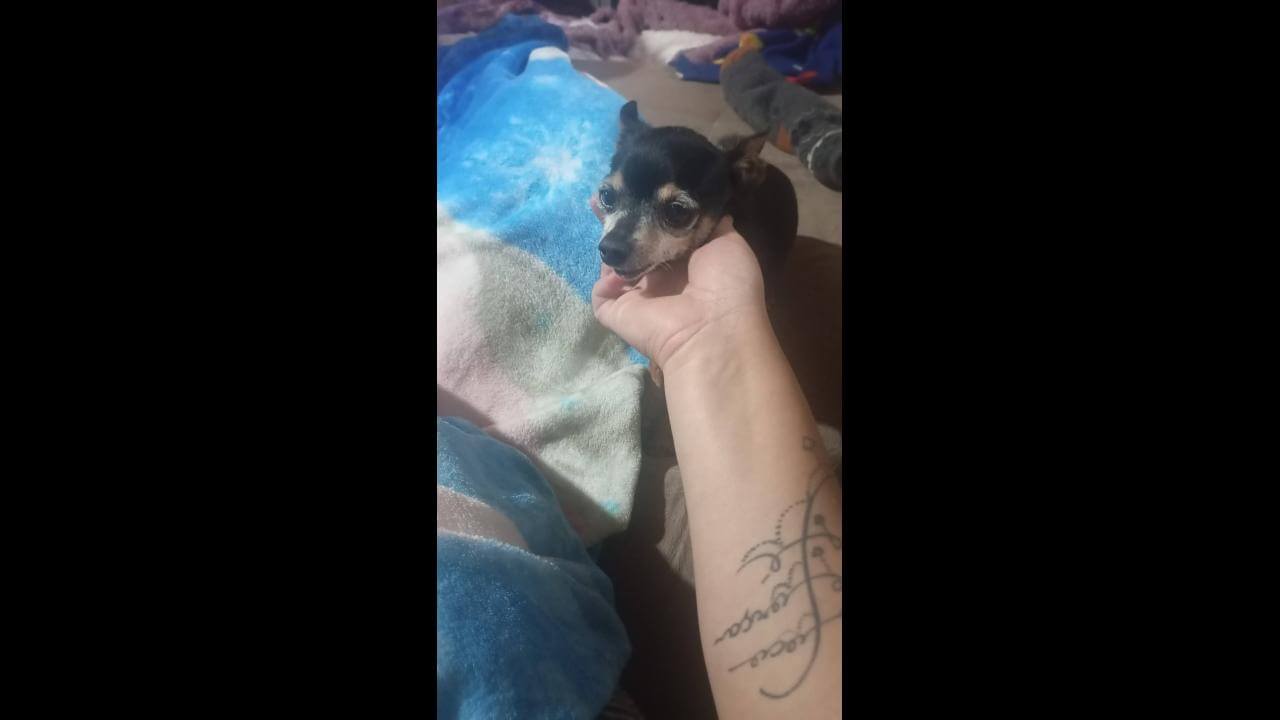 Cachorro Freddy desapareceu no bairro Morumbi