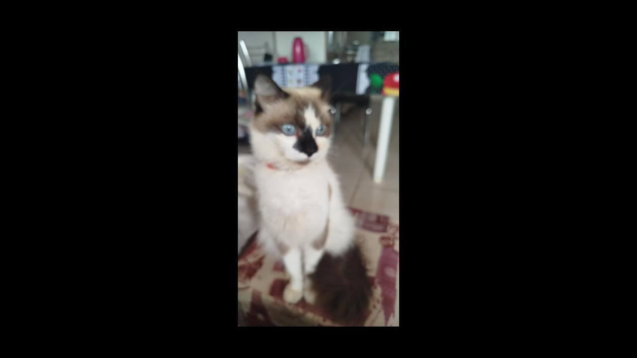 Gata Mel desapareceu no bairro Esmeralda
