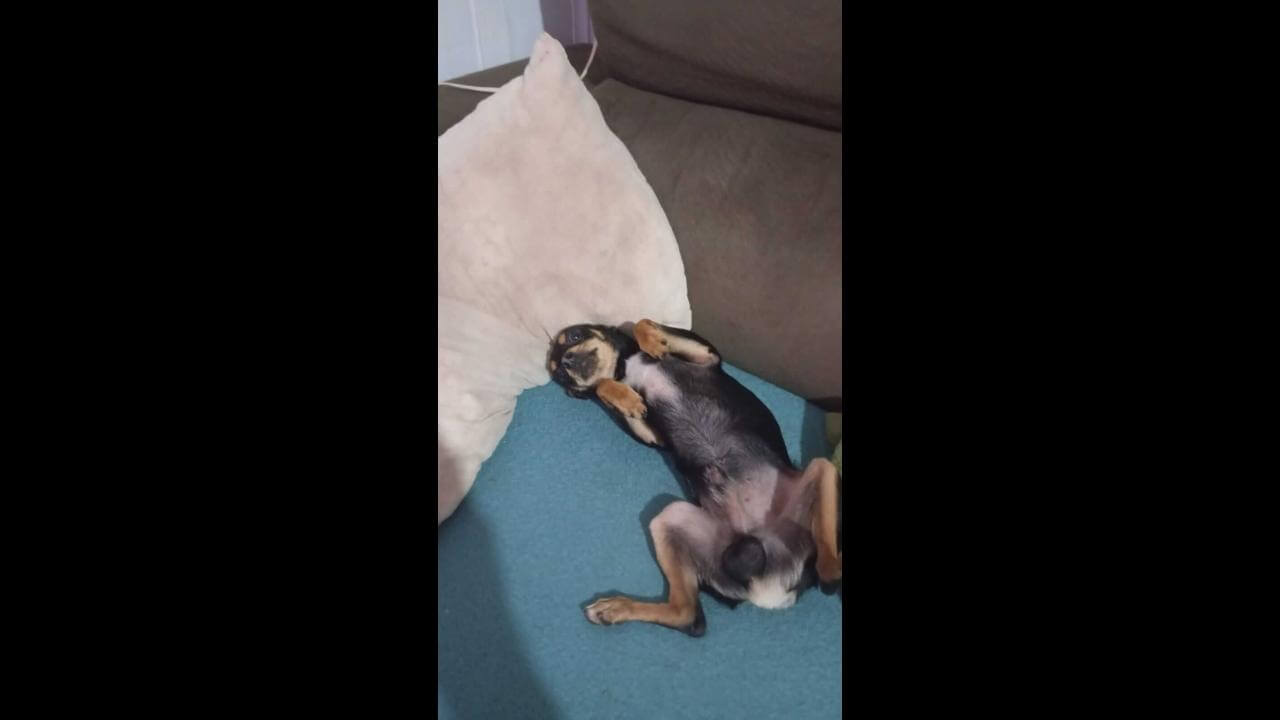Cachorro Tico desapareceu no bairro Santa Felicidade