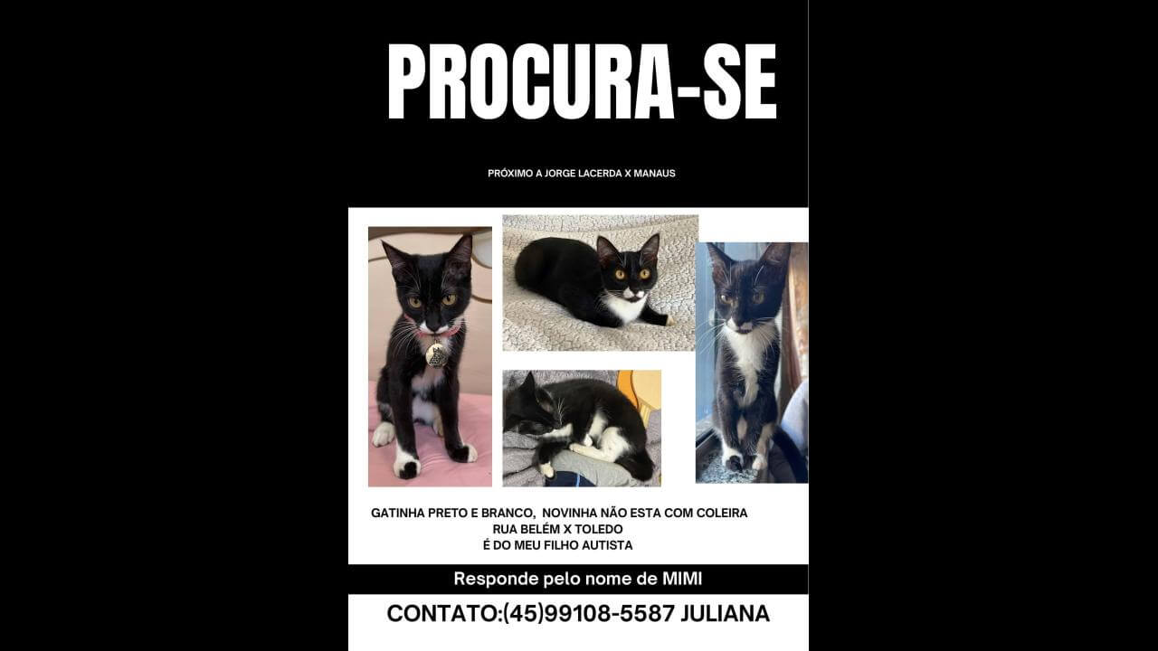 Gata Mimi desapareceu no bairro Cancelli
