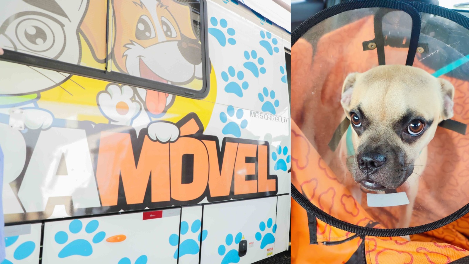 Cadastro para cirurgias gratuitas de cães e gatos acontece no Cras Riviera na próxima terça-feira (19)