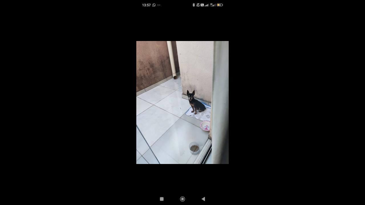 Cachorro é encontrado no bairro Floresta