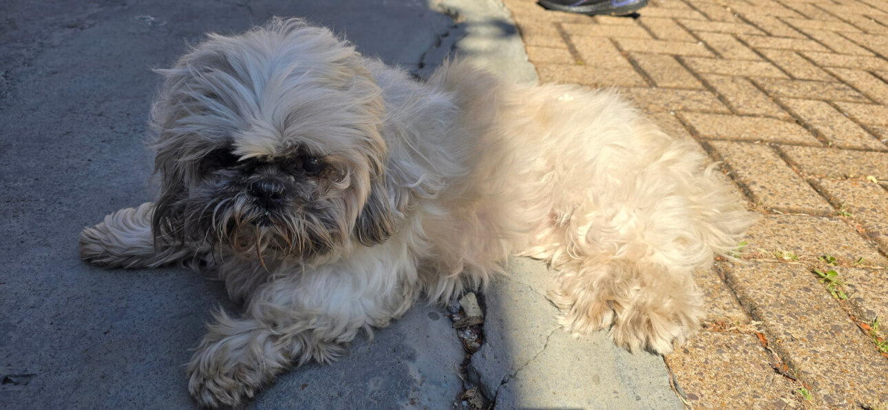 Cachorra é encontrada no bairro Centro Cachorra é encontrada no bairro Centro