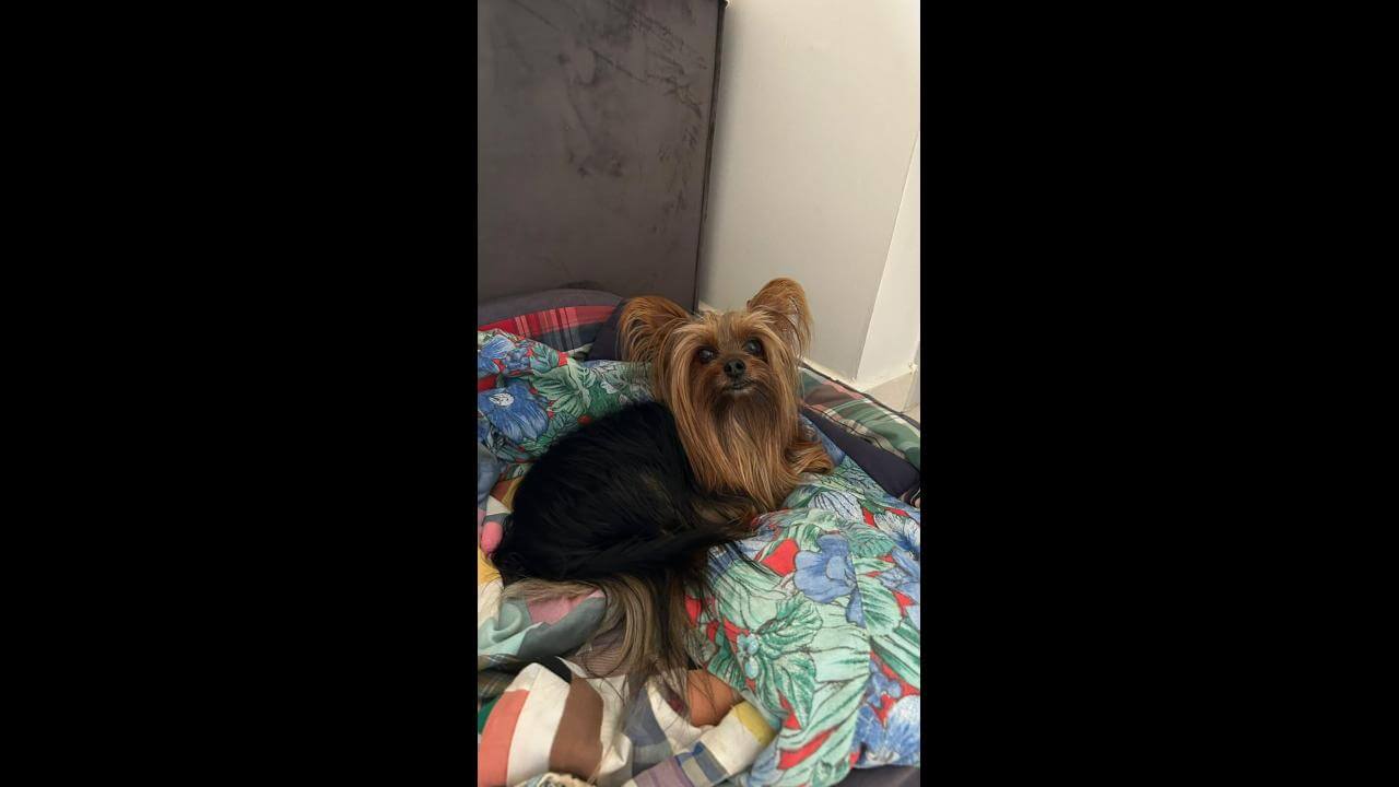 Cachorro Gabiru desapareceu no bairro Coqueiral Cachorro Gabiru desapareceu no bairro Coqueiral