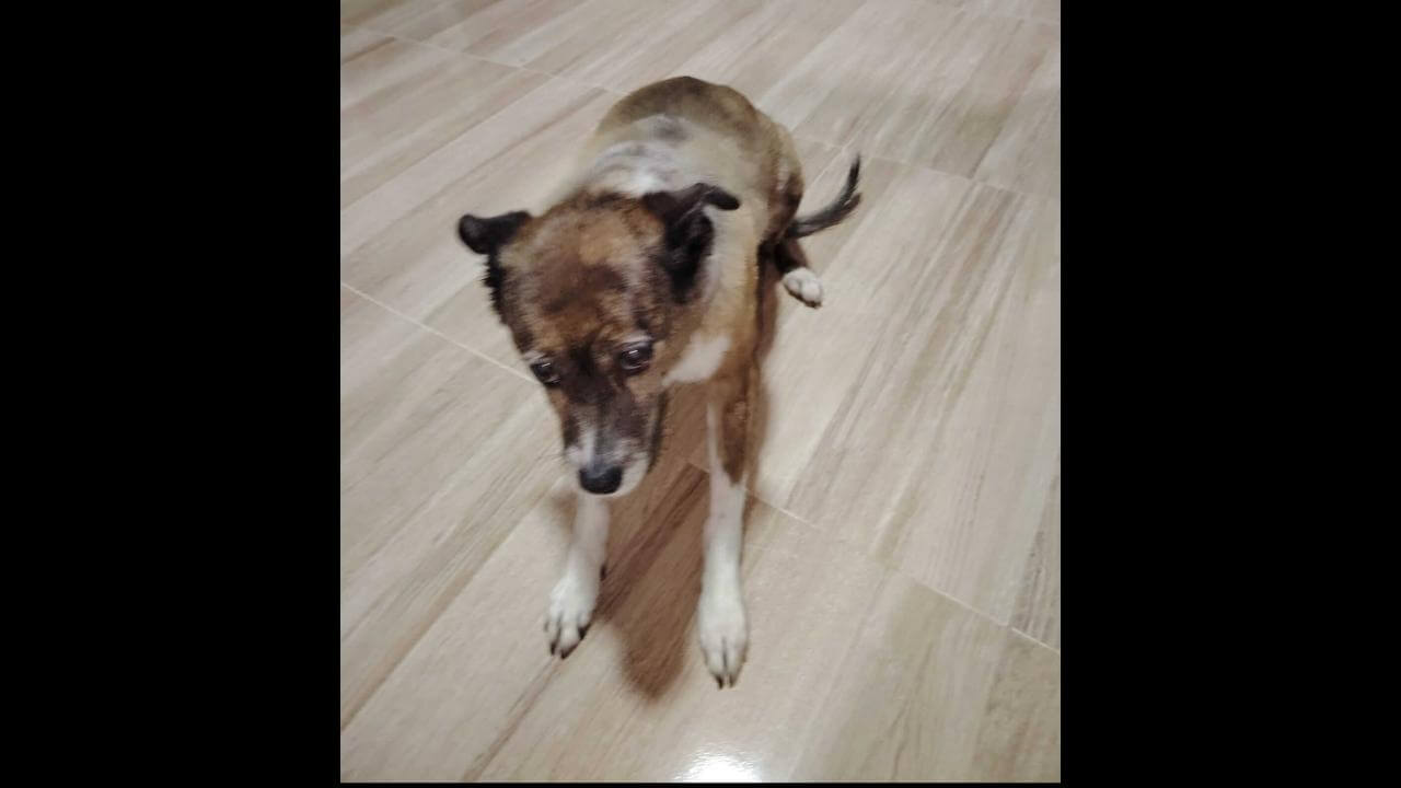 Cachorra Mel desapareceu no bairro Fag Cachorra Mel desapareceu no bairro Fag
