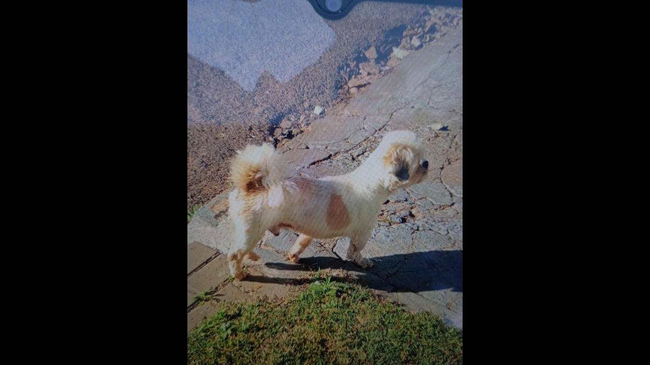 Cachorro Sansão desapareceu no bairro Neva Cachorro Sansão desapareceu no bairro Neva
