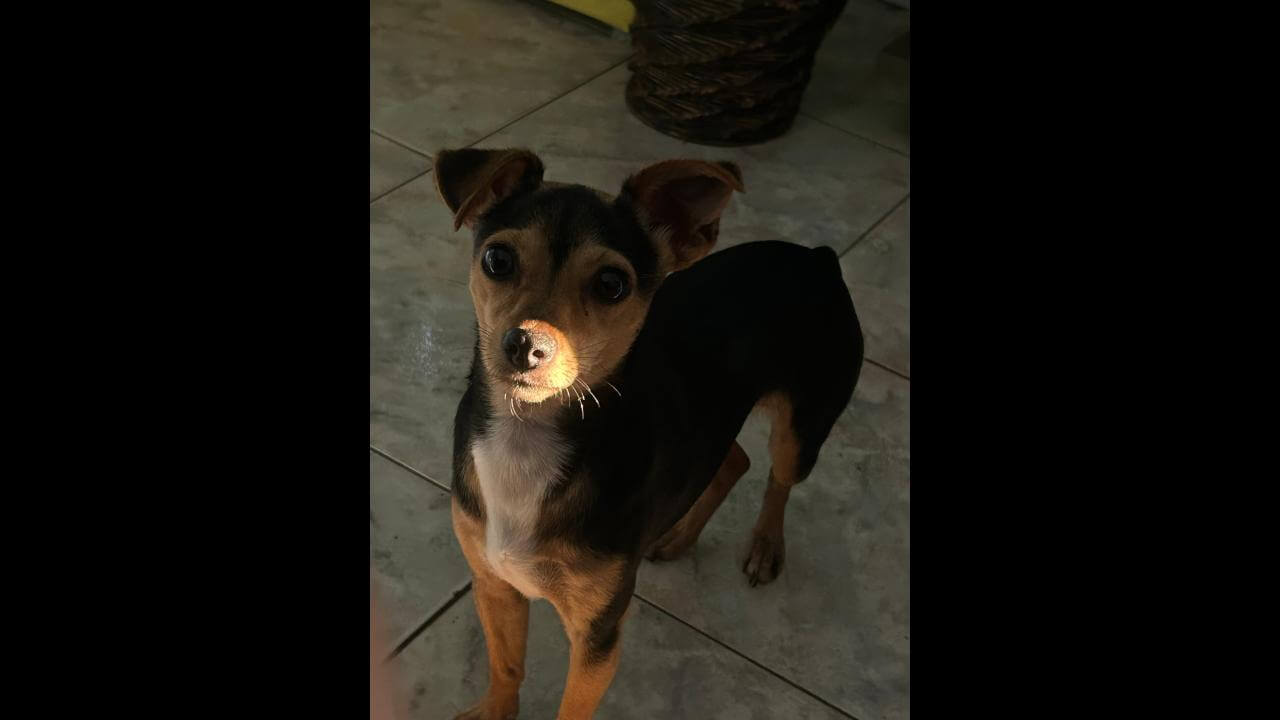 Cachorra Cristal desapareceu no bairro Brasília Cachorra Cristal desapareceu no bairro Brasília