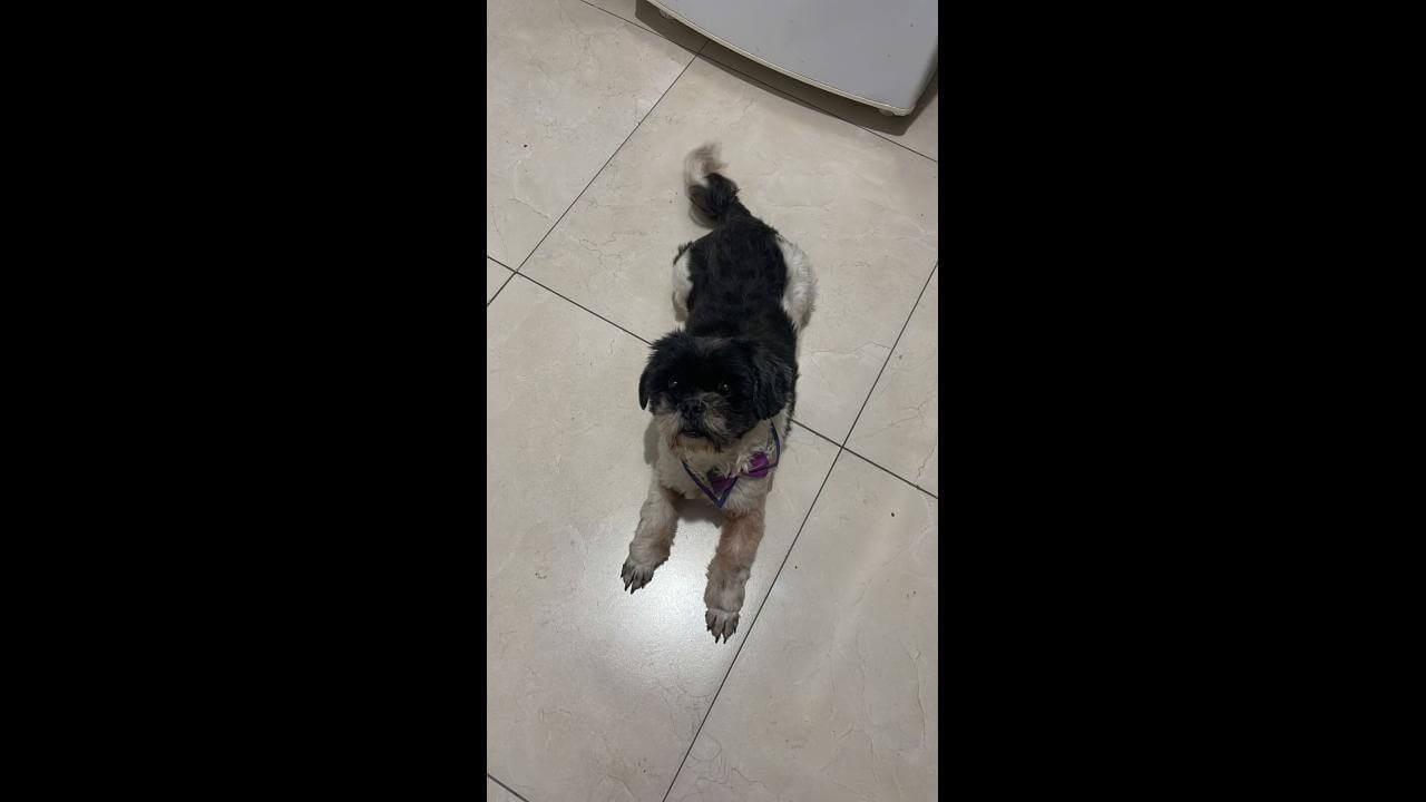 Cachorra é encontrada no bairro Cancelli