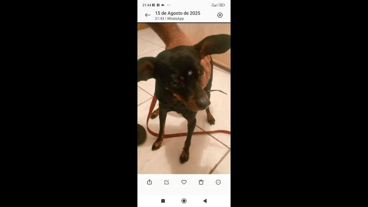 Cachorro é encontrado no bairro Parque São Paulo