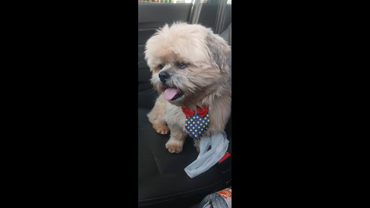 Cachorro é encontrado no bairro São Cristóvão