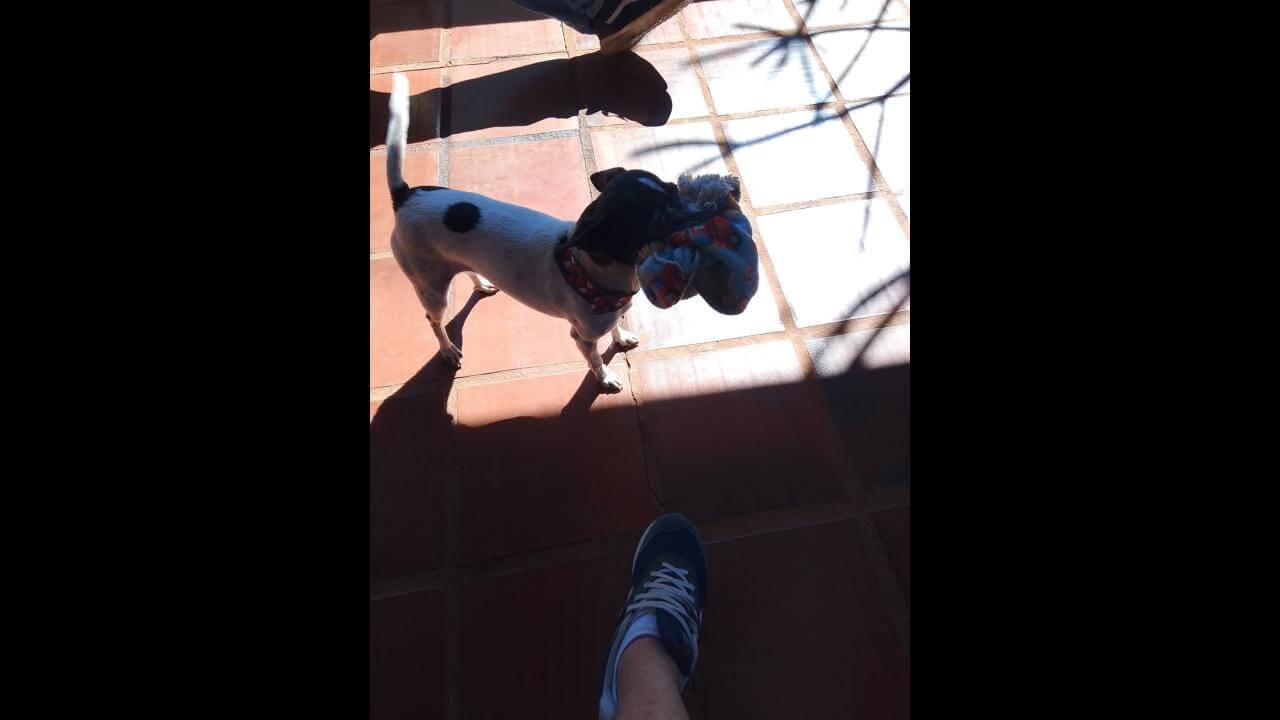 Cachorro é encontrado no bairro Parque São Paulo