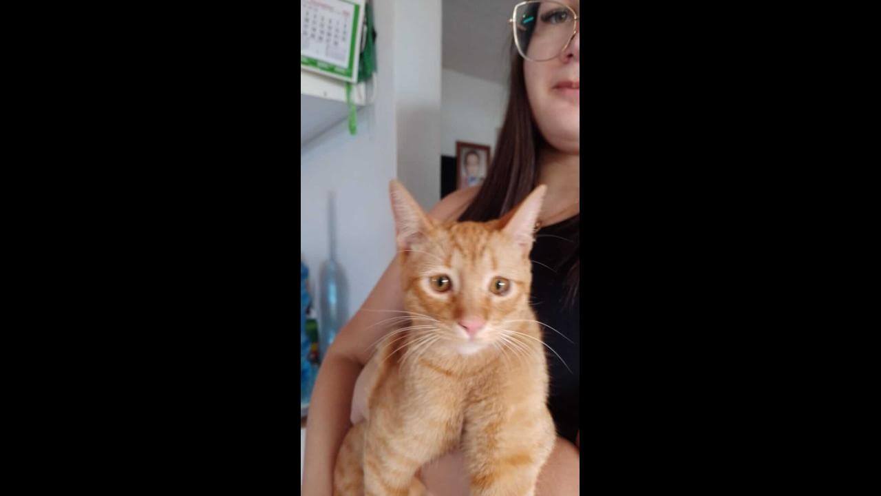 Gato Alemão desapareceu no bairro Canadá