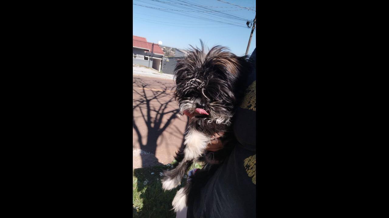 Cachorro é encontrado no bairro Brasmadeira