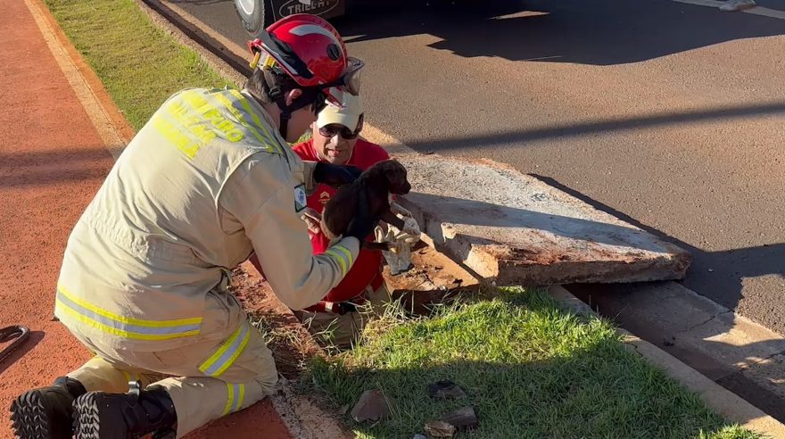 Cachorrinha presa em bueiro na Região Norte de Cascavel é salva pelo Corpo de Bombeiros