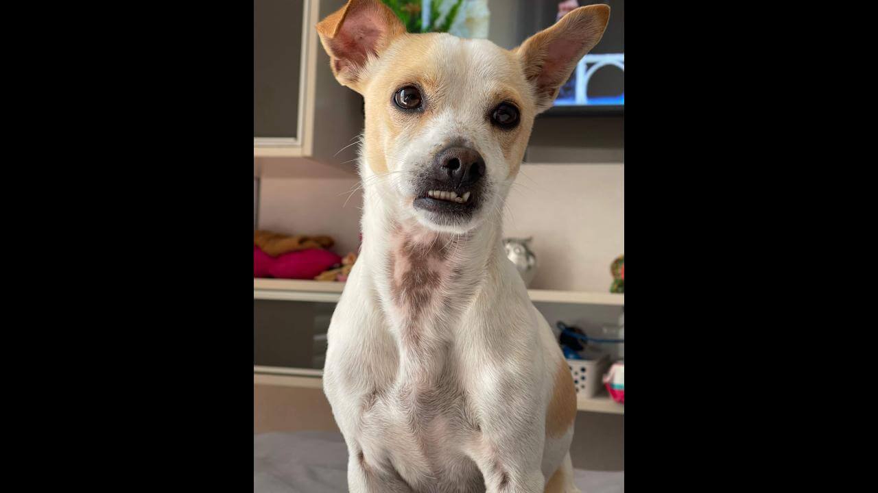 Cachorra Pitchulinha desapareceu no bairro Coqueiral Cachorra Pitchulinha desapareceu no bairro Coqueiral