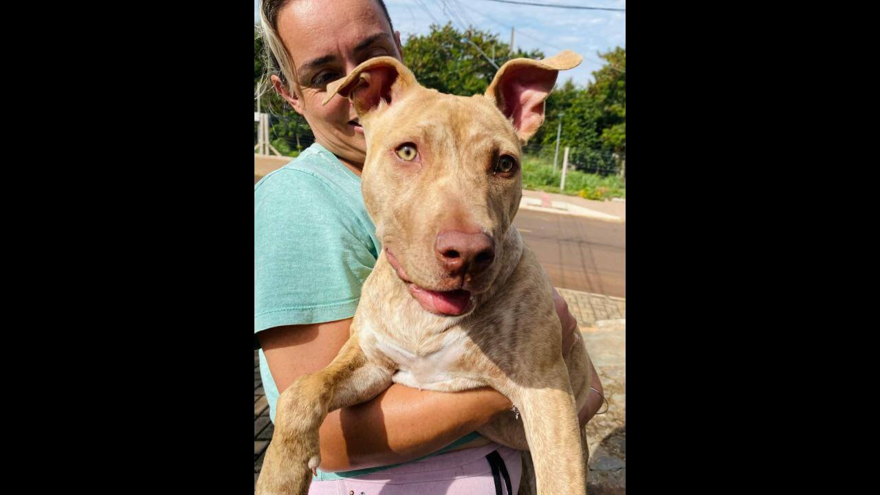Cachorra Safira desapareceu no bairro Parque São Paulo Cachorra Safira desapareceu no bairro Parque São Paulo