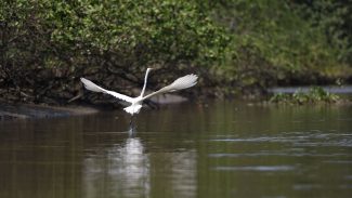 Reflorestamento permite volta de animais a mangue na Baía de Guanabara Reflorestamento permite volta de animais a mangue na Baía de Guanabara