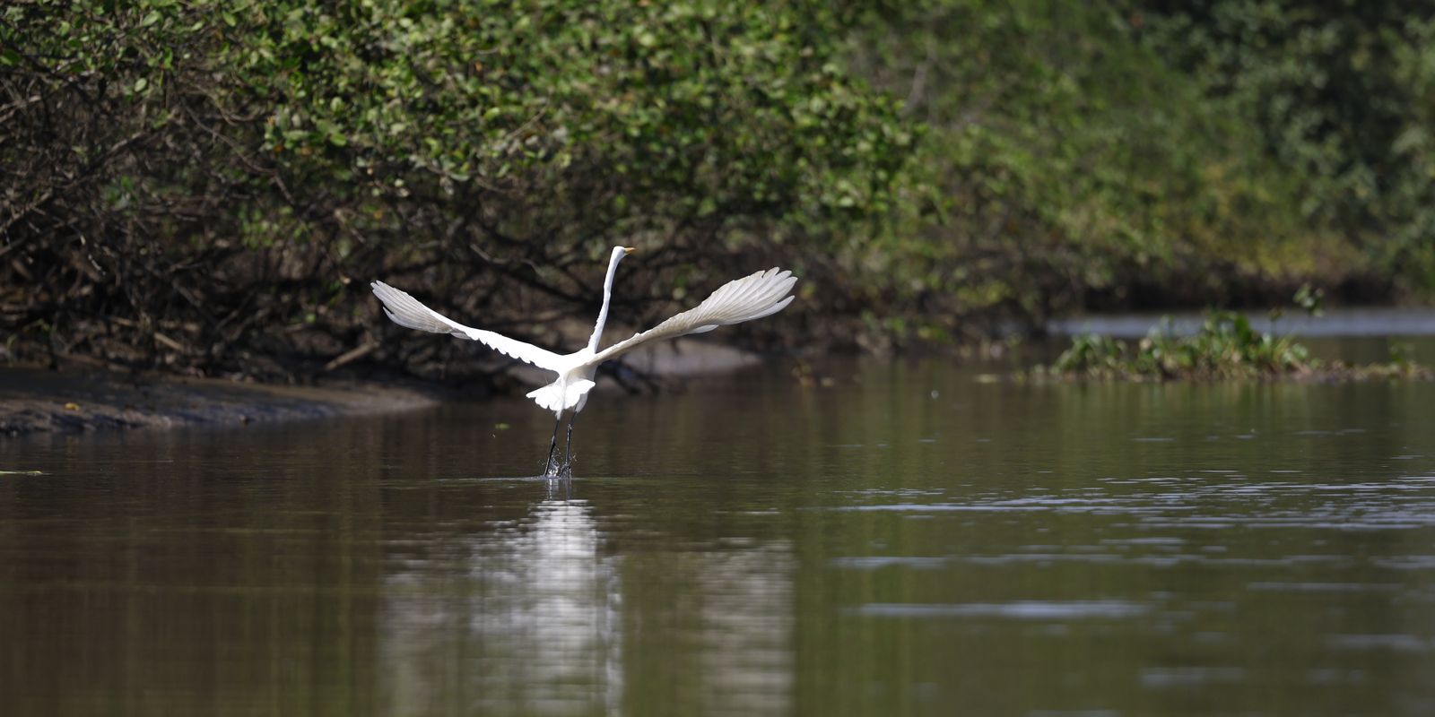 Reflorestamento permite volta de animais a mangue na Baía de Guanabara Imagem referente a Reflorestamento permite volta de animais a mangue na Baía de Guanabara