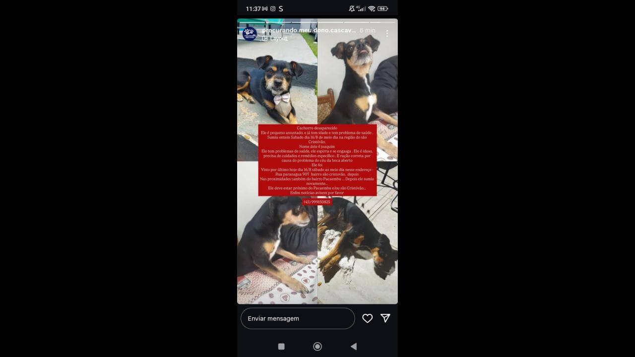 Cachorro Joaquim desapareceu no bairro São Cristóvão