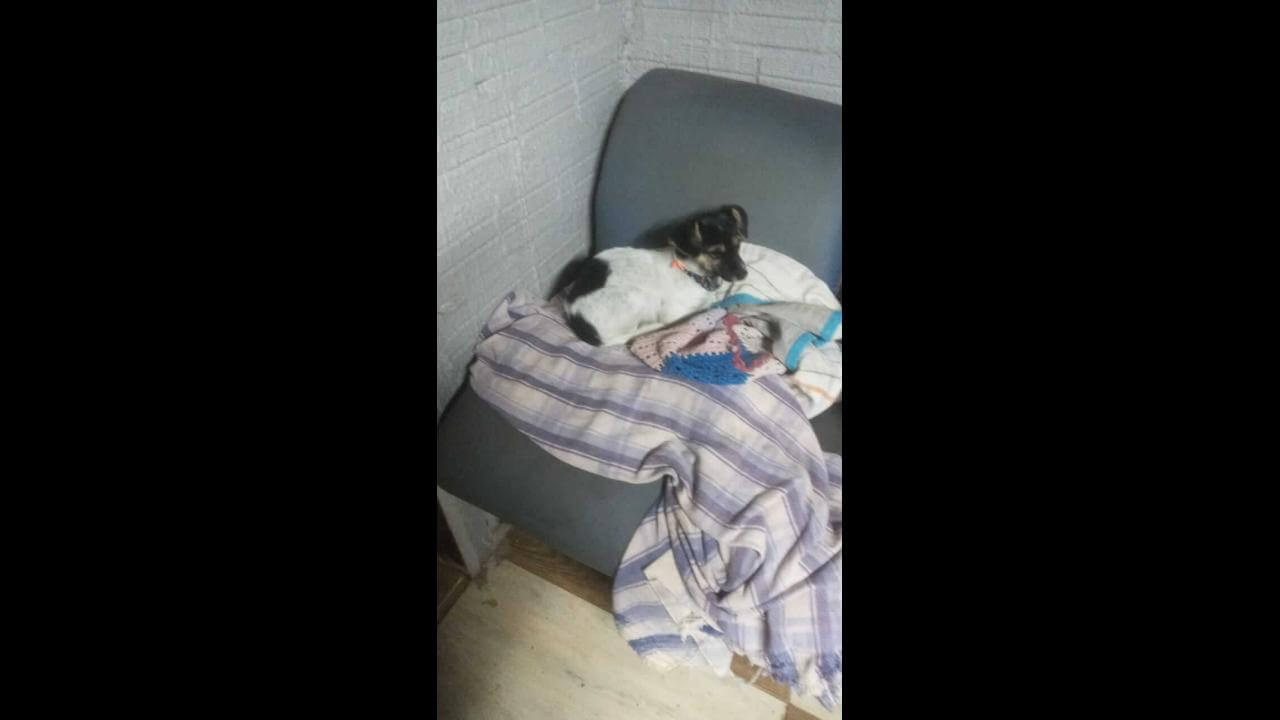 Cachorra Jade desapareceu no bairro Parque Verde