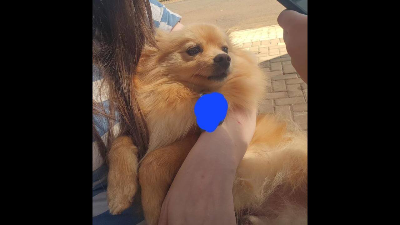 Cachorro é encontrado no bairro Cancelli