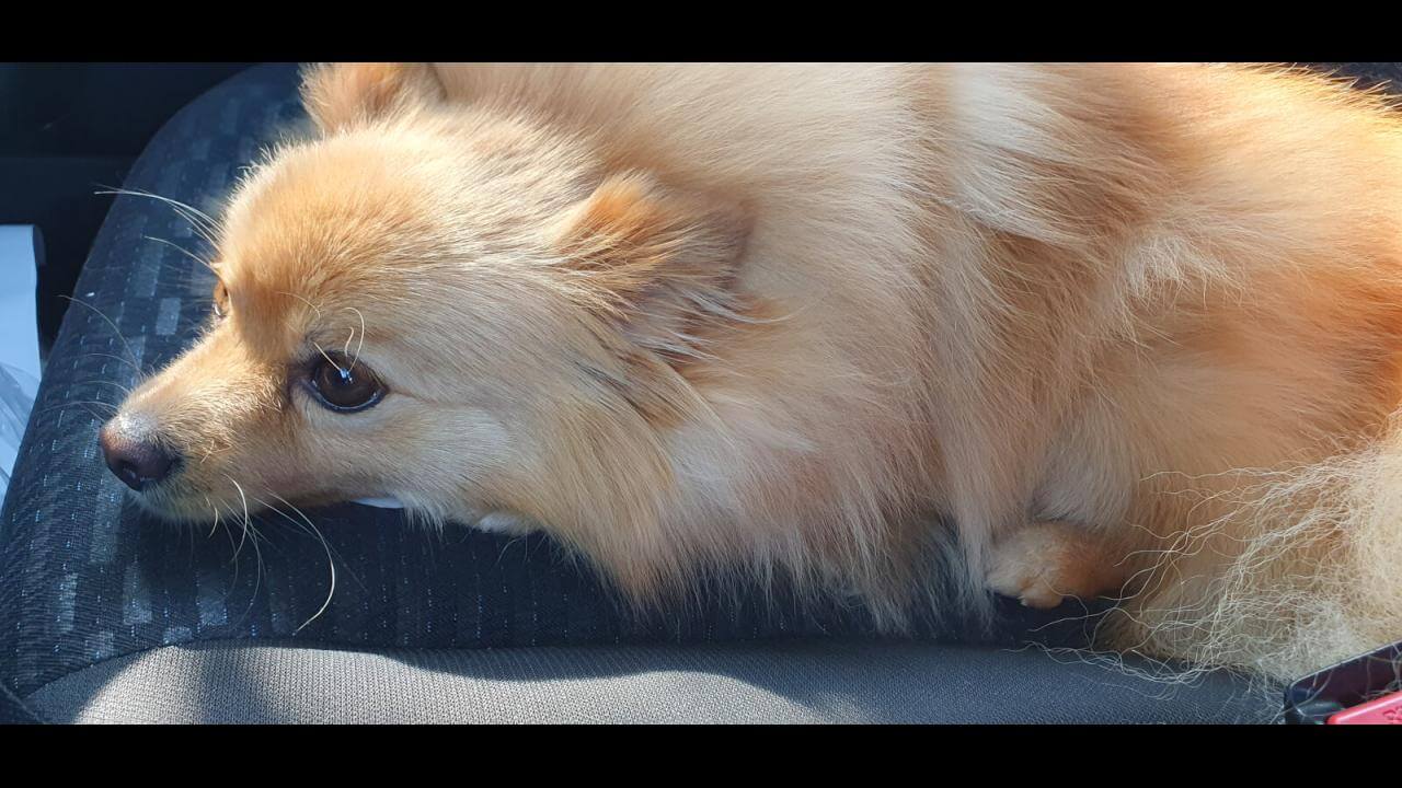 Cachorro Floki desapareceu no bairro Cancelli