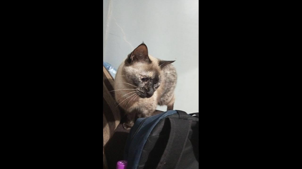 Gata Lindinha desapareceu no bairro Santa Cruz