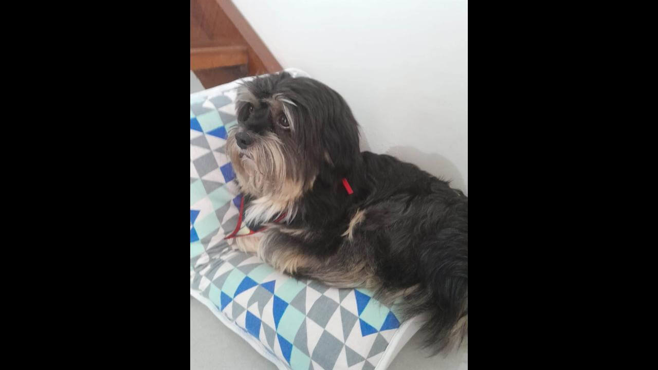 Cachorro Negão desapareceu no bairro Jardim Padovani