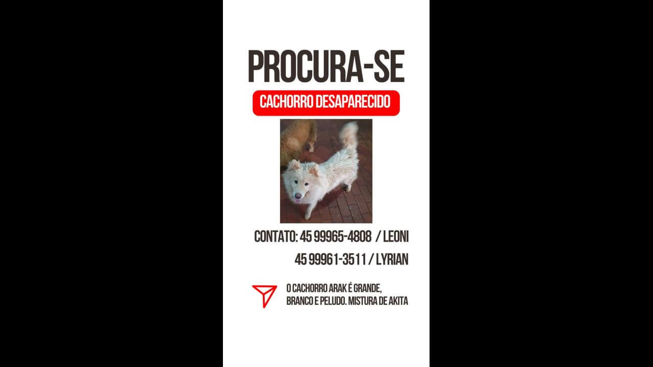 Cachorro Árak desapareceu no bairro Coqueiral