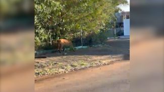Onça parda é encontrada caminhando pelas ruas de Cascavel Onça parda é encontrada caminhando pelas ruas de Cascavel