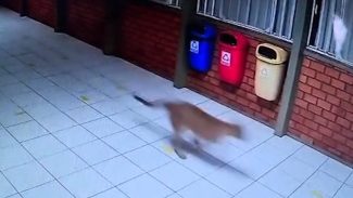 Onça também foi avistada dentro da APAE em Cascavel Onça também foi avistada dentro da APAE em Cascavel