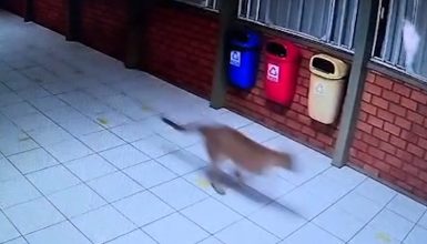 Onça também foi avistada dentro da APAE em Cascavel Imagem referente a Onça também foi avistada dentro da APAE em Cascavel