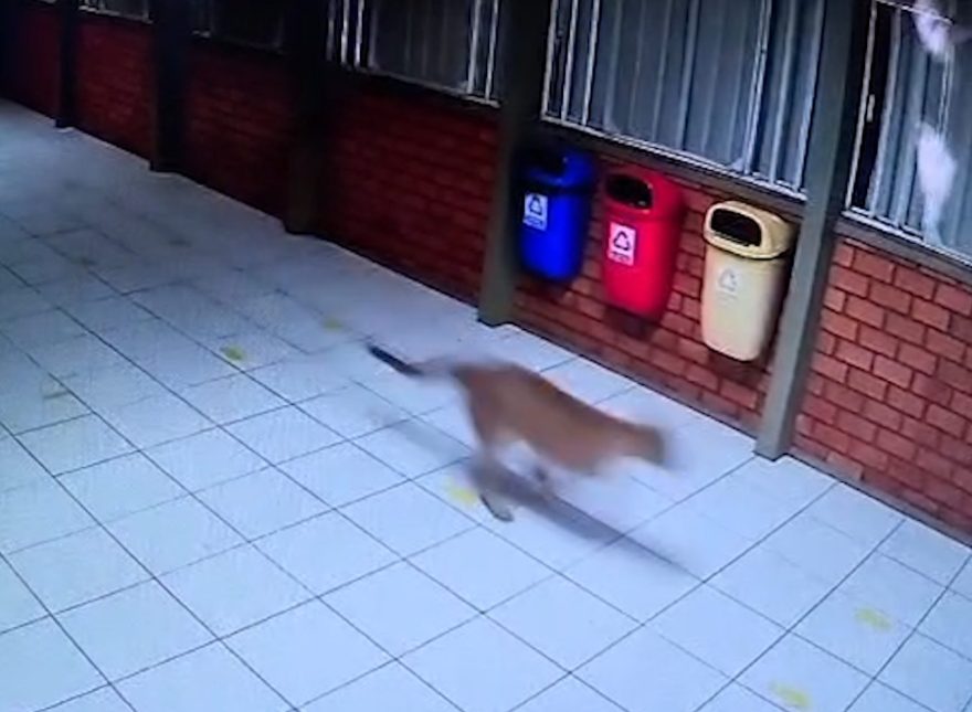 Onça também foi avistada dentro da APAE em Cascavel