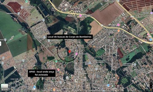 Veja local onde Bombeiros realizam buscas pela onça em Cascavel Imagem referente a Veja local onde Bombeiros realizam buscas pela onça em Cascavel