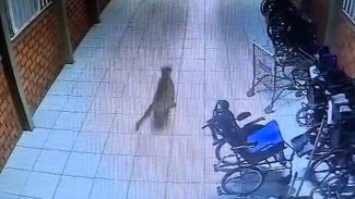 APAE afirma que não havia alunos nas dependências da escola durante passagem da onça-parda APAE afirma que não havia alunos nas dependências da escola durante passagem da onça-parda