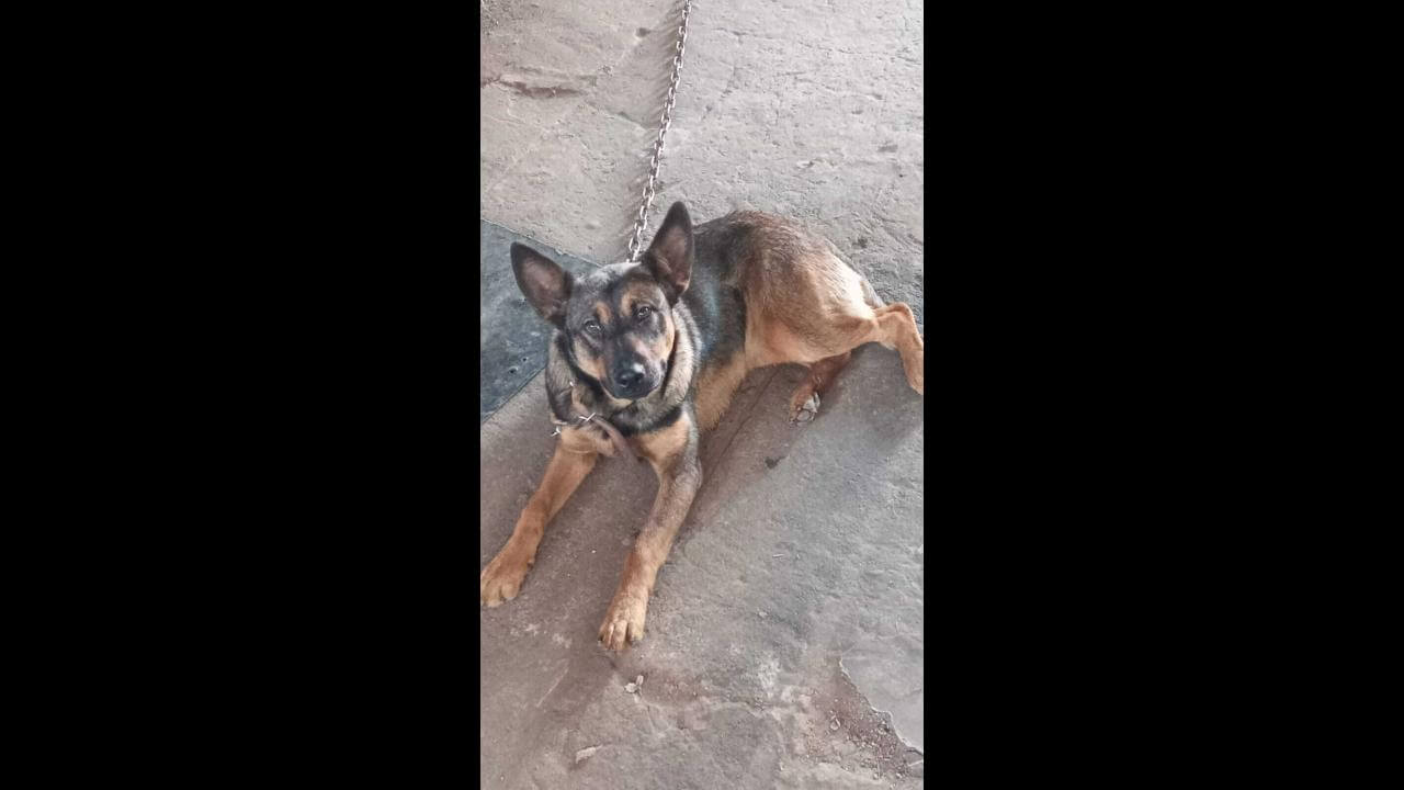 Cachorra Lara desapareceu no bairro Cataratas