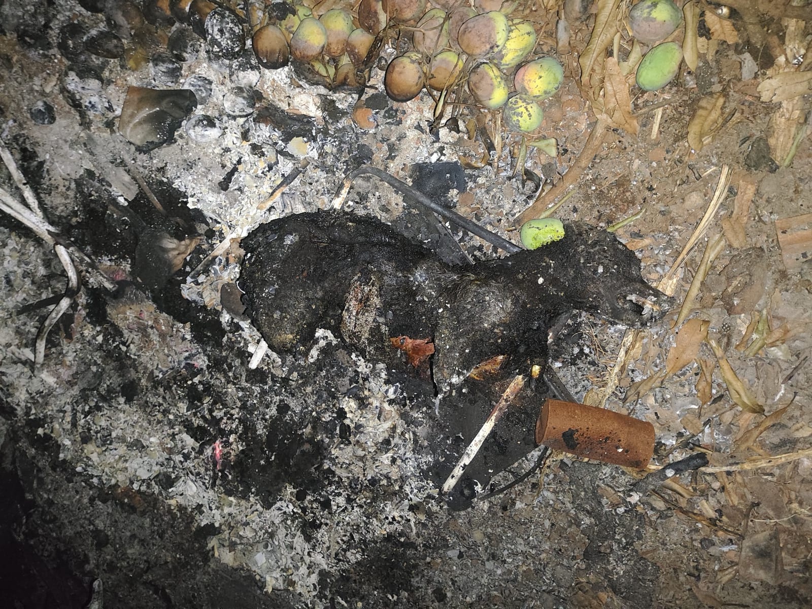 Imagens fortes: Conforme Polícia Civil, jovem de 28 anos colocou fogo em cachorro da raça Blue Heller